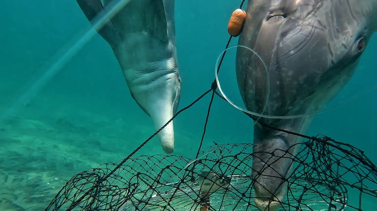 Wild bottlenose dolphins in Western Australia have been spotted stealing bait from crab fishermen for the first time