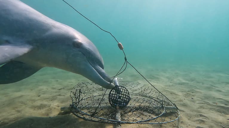 Wild bottlenose dolphins in Western Australia have learnt how to steal bait off crab fishermen.