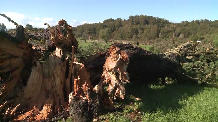 Wind damaged trees near Greymouth