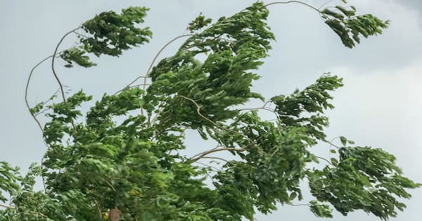 ‘Delay your travel plans’: South Marlborough issued red wind warning
