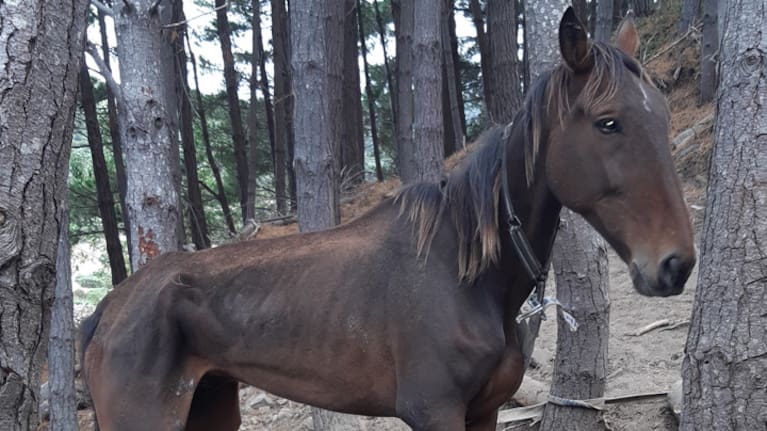 Zorro the horse was left weeks without adequate food or water.